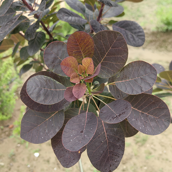 Gilded Illusion Flame