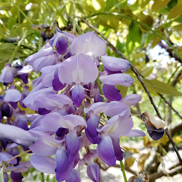 丰多（​丰硕）