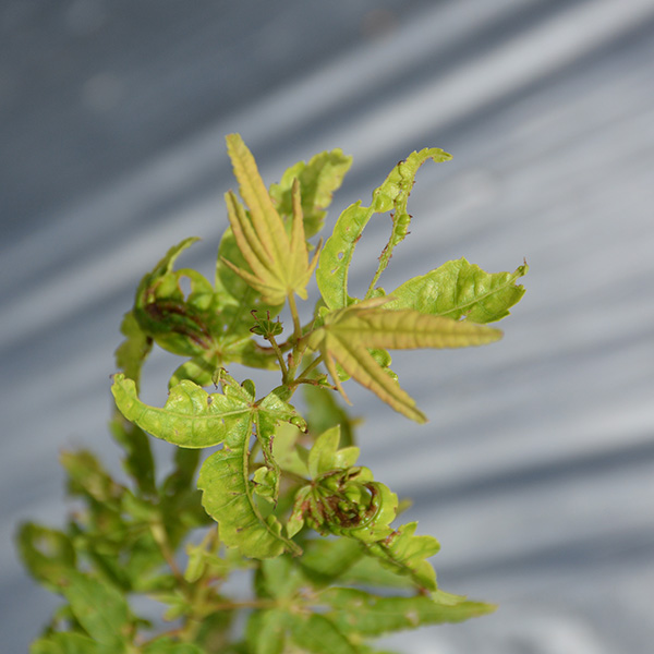Acer palmatum 'Sango-kaku'