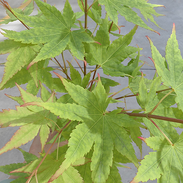 Acer palmatum 'Sango-kaku'
