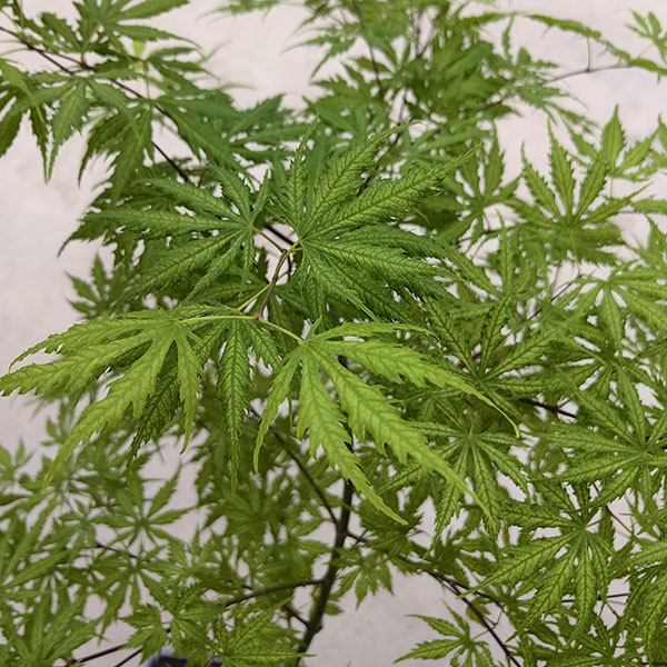 女精灵（姐妹精灵/姐妹鬼）