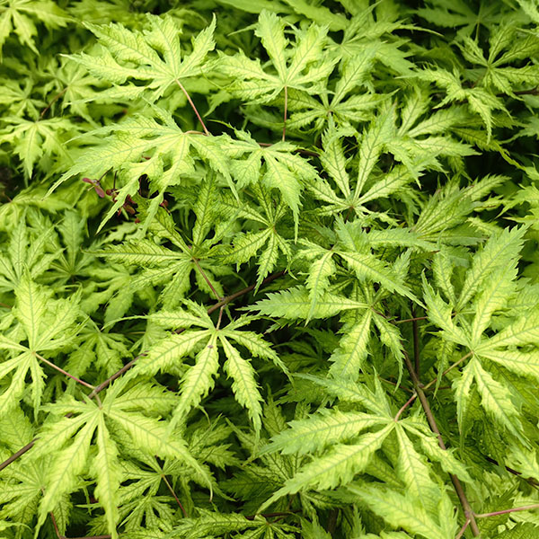 女精灵（姐妹精灵/姐妹鬼）