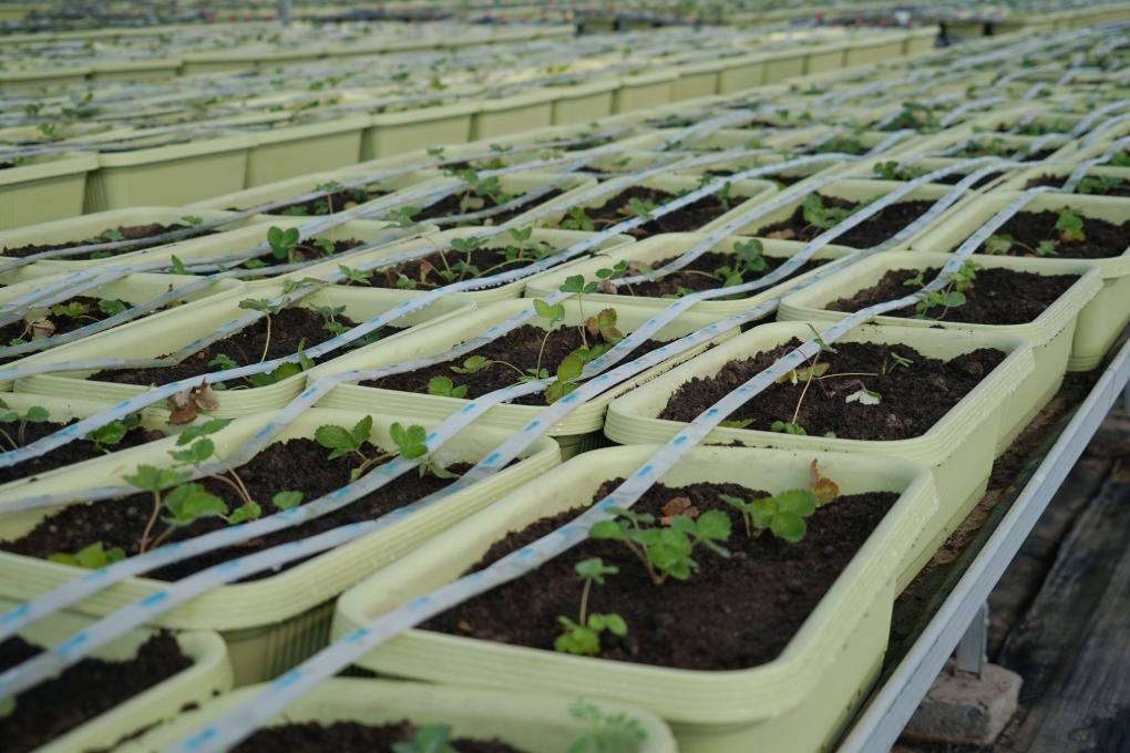 1755310991669922.jpg 1129950781_16987479244091n.jpg