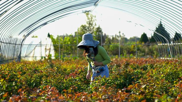 1755312661551820.jpg a2c1-ab306f4fcefa8d26c24a1b6463a9c28f.jpg